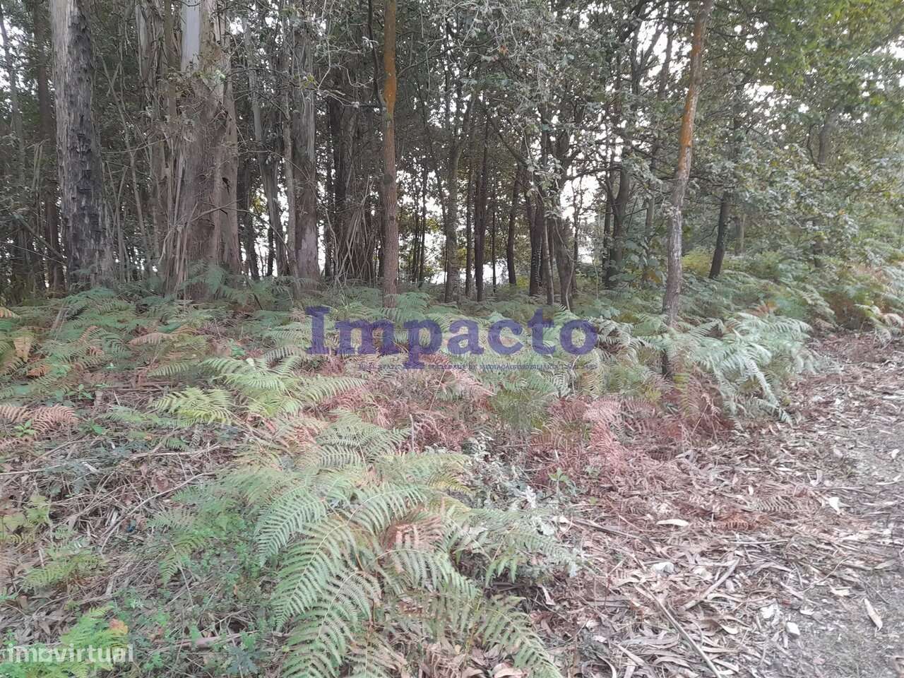 Terreno em Madail, Oliveira de Azeméis - Grande imagem: 3/8