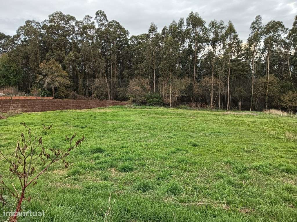 Terreno com 37m de frente - Estarreja - Grande imagem: 5/6