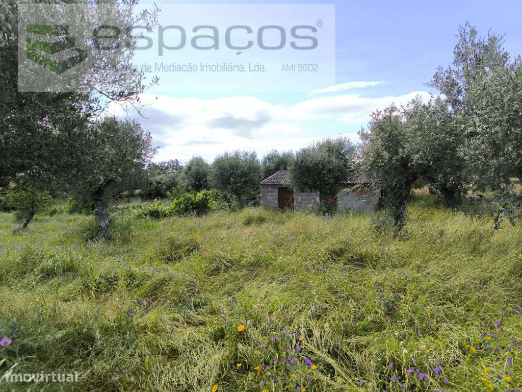 Terreno com 3 poços e construção rural - Lardosa - Grande imagem: 4/12