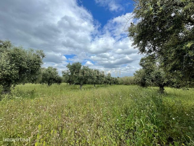 Terreno/Olival  de 11.700 m2 , com Casa para recuperar,  Olival tradic-6