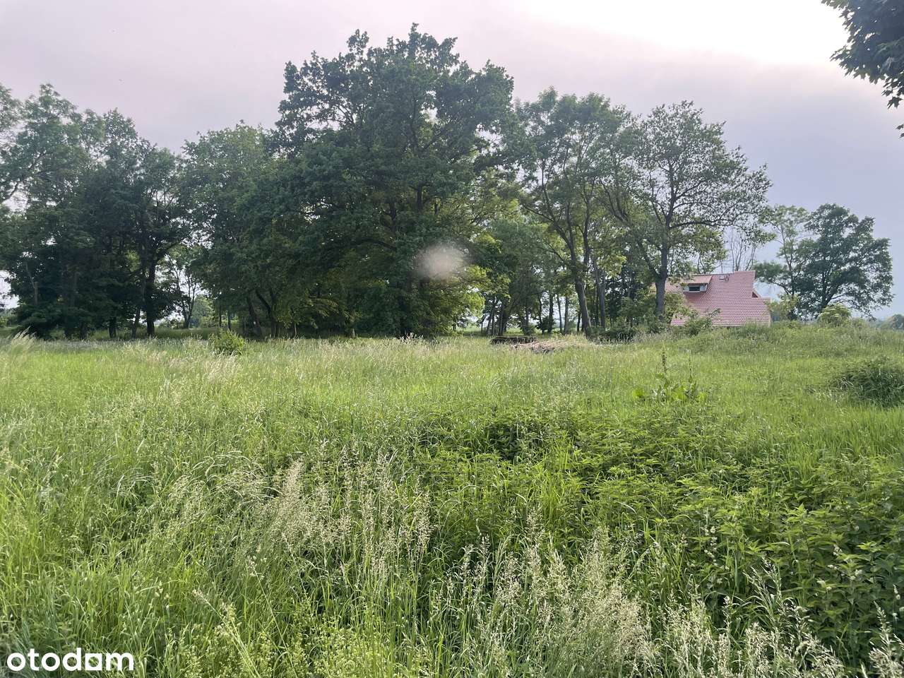 Działka 1802 m² na sprzedaż w cichej okolicy - Pełny obrazek: 4/8