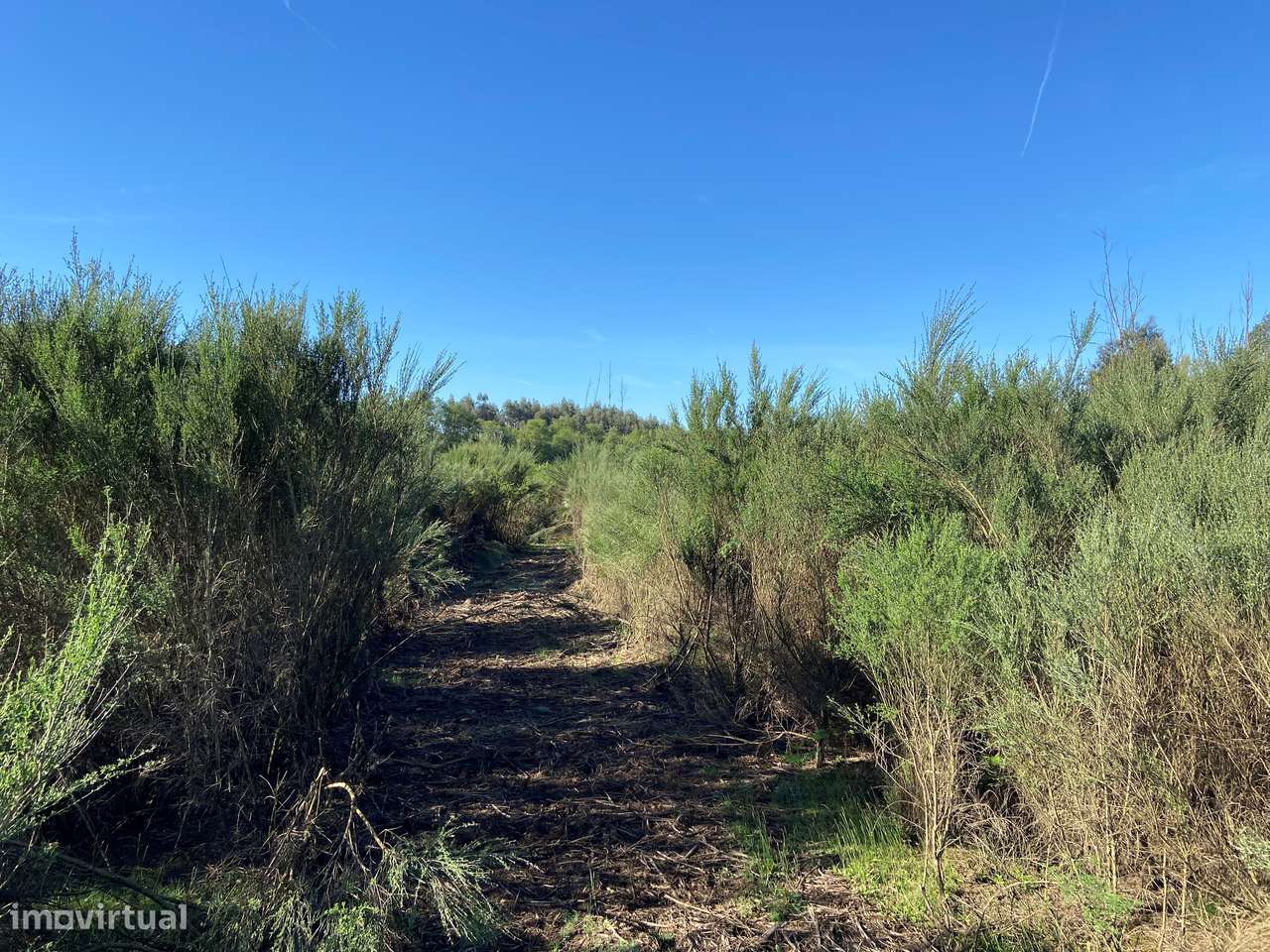 Terreno, Viseu, Tondela, Tonda-6