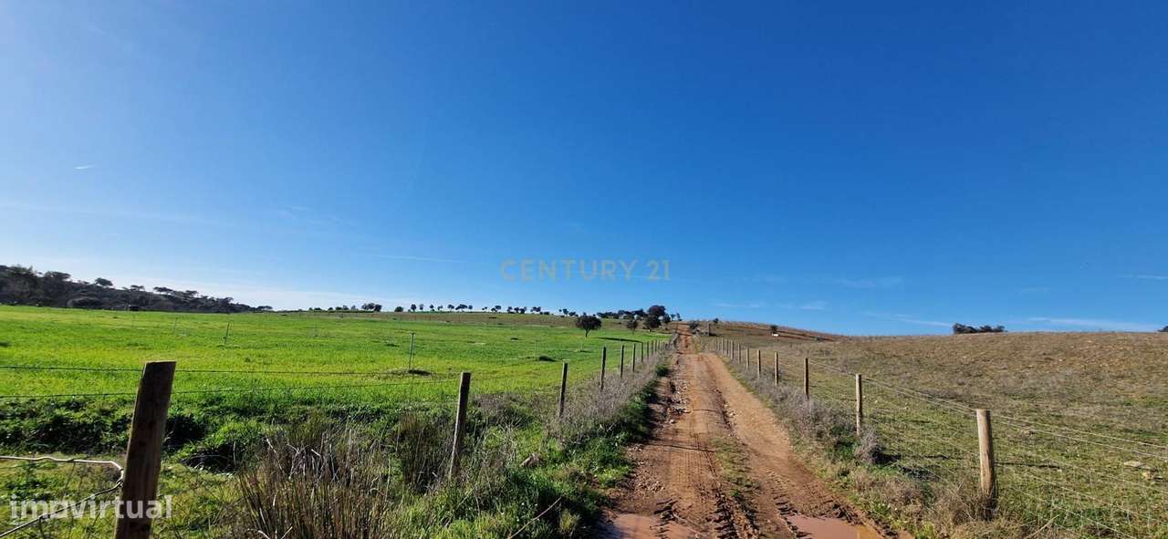 Herdade de 62 Hectares no Coração do Alentejo – Évora  - Agricultura --21