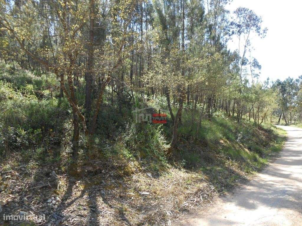 Terreno Rústico com madeira - Grande imagem: 3/19