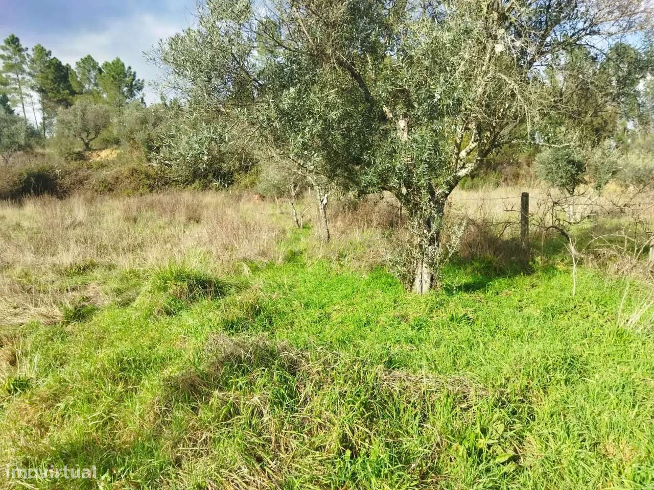 Terreno Rustico com 2.800 m2, Rochas de Baixo, Almaceda - Grande imagem: 5/7