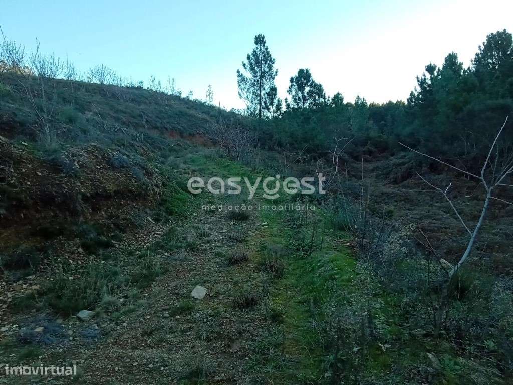 Terreno Rústico na Serra da Gardunha - Grande imagem: 2/13