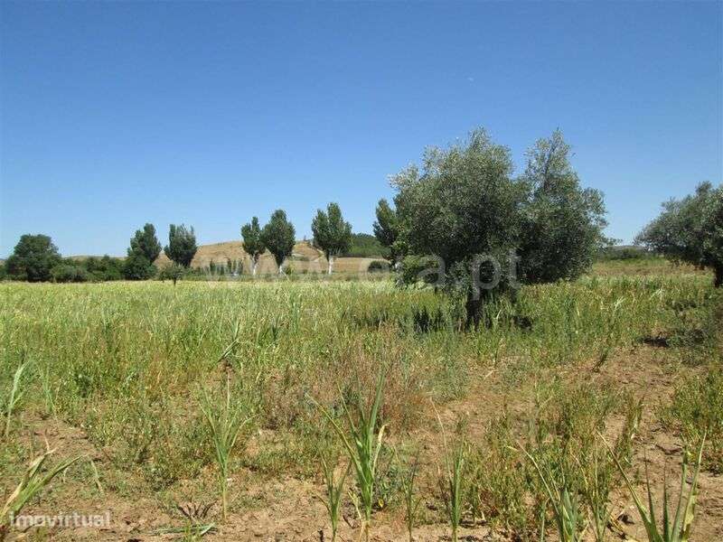 Quinta Estúdio / Fundão, Enxames - Grande imagem: 1/7