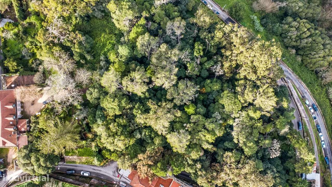 Quinta 1.9 ha, Sintra - Grande imagem: 3/60