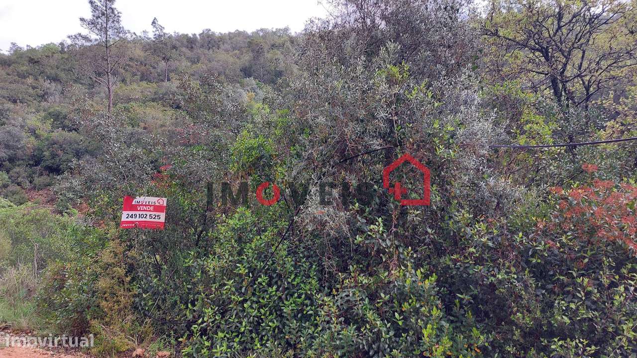 Terreno Agrícola com alguma árvores de fruto - Grande imagem: 5/5