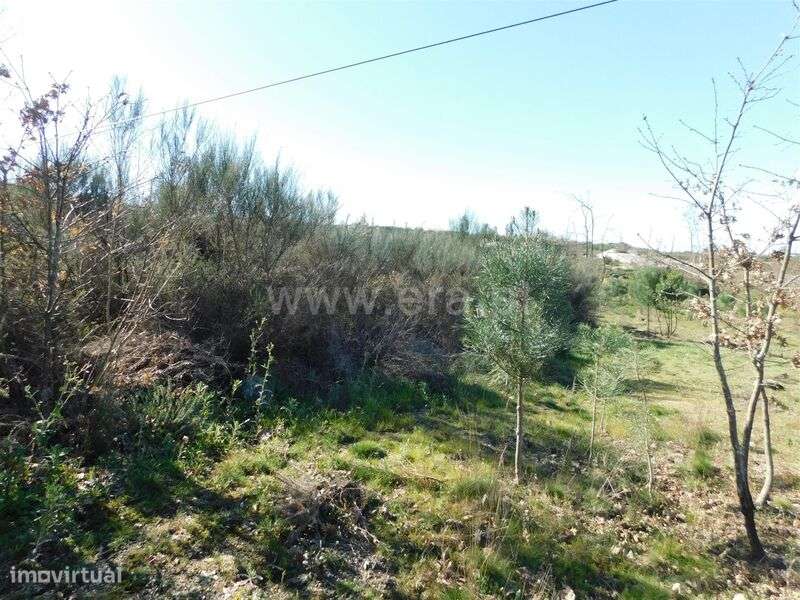 Terreno / Oliveira do Hospital, Meruge - Grande imagem: 5/7