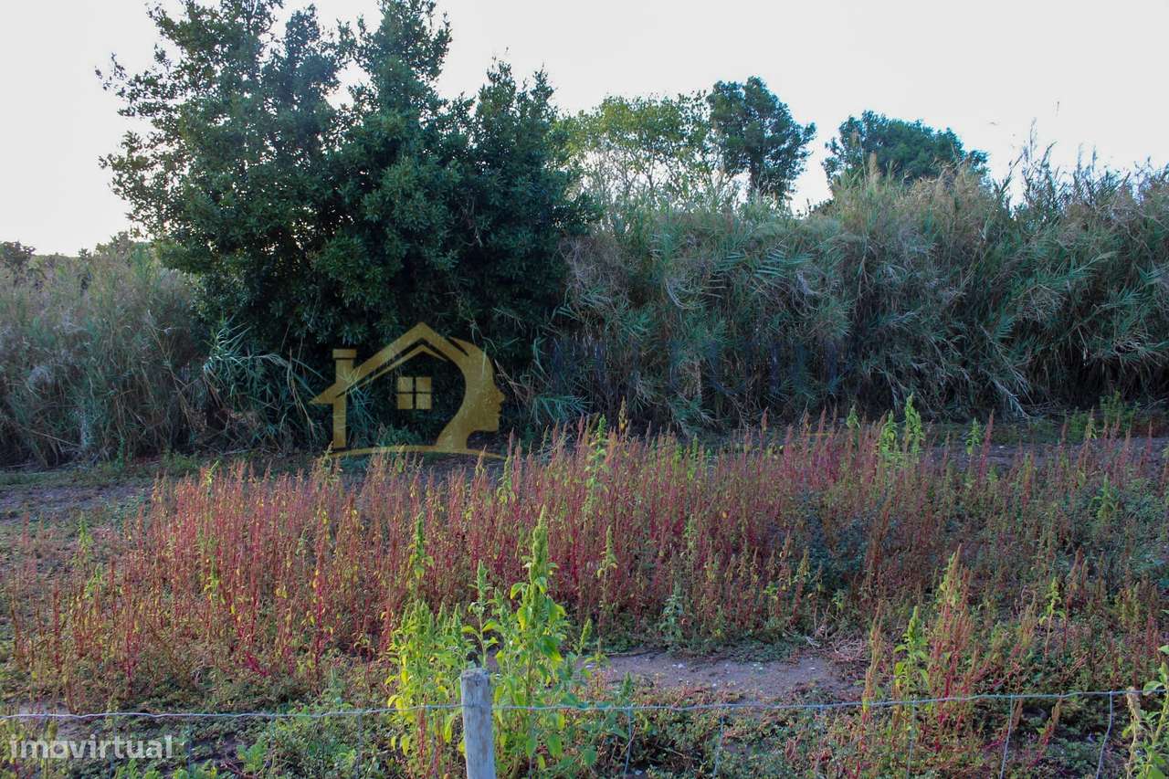 Terreno  Venda em Bombarral e Vale Covo,Bombarral-7