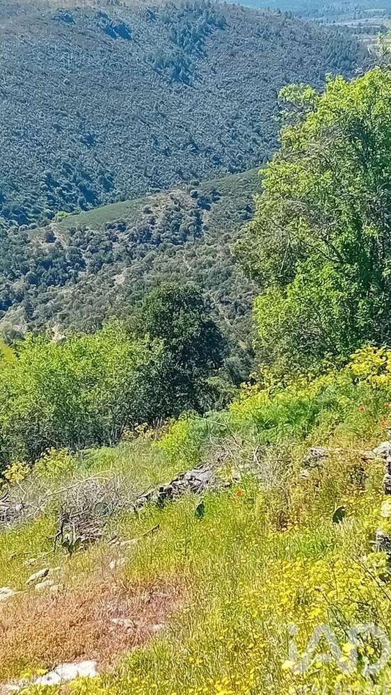 Terreno Agrícola em Mós - Grande imagem: 3/7