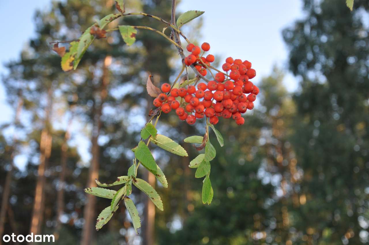 Działka na sprzedaż-2