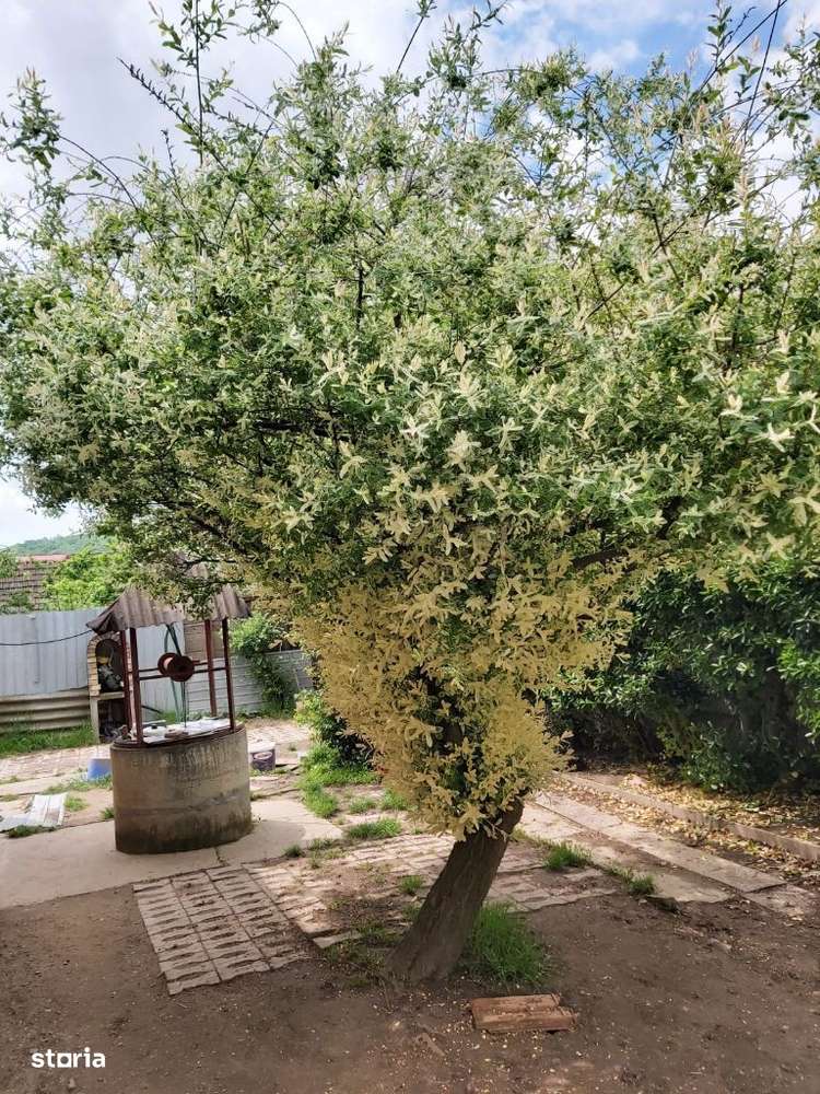 Casa Bocsa Montana pretabila credit 500 mp negociabil-6