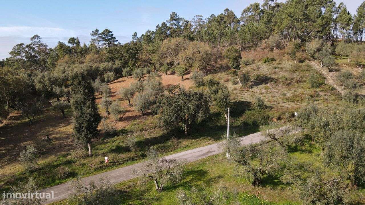 Terreno Agrícola/Florestal - Grande imagem: 2/6