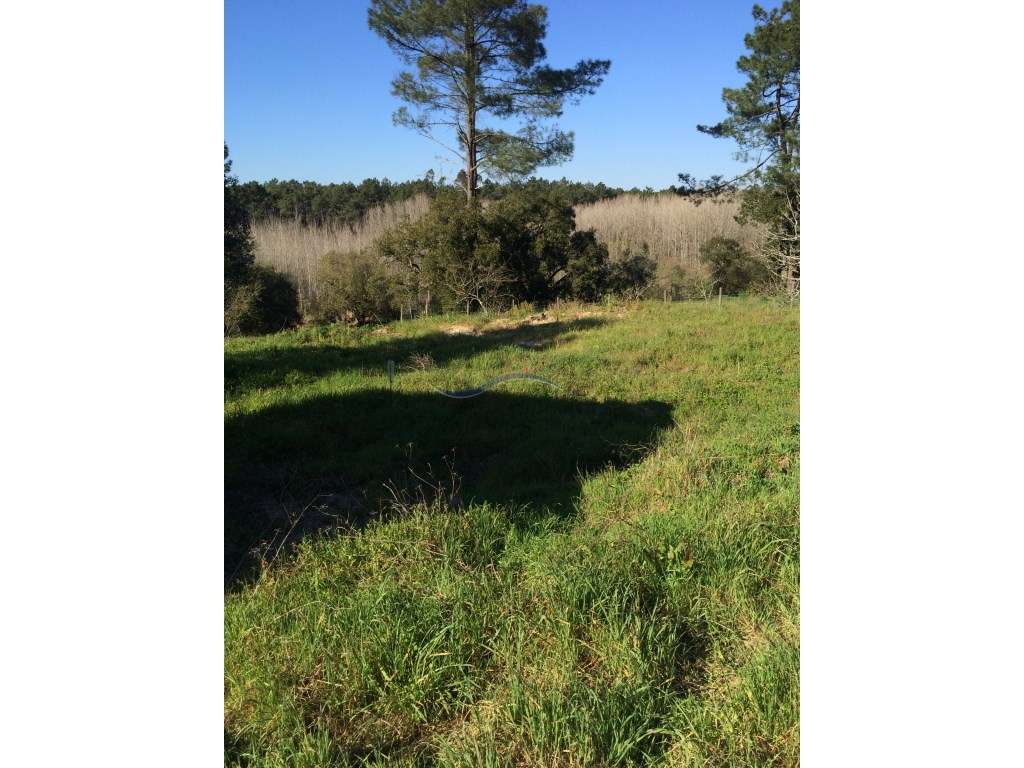 Terreno - Monte Redondo - Grande imagem: 5/6