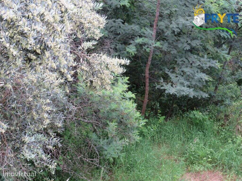 Pequena quinta a confinar com a Ribeira situada perto de Oleiros-46