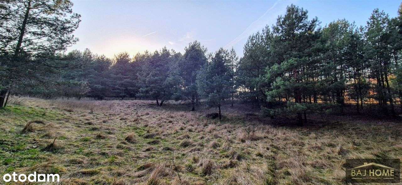 Wiewiórki działka na sprzedaż. - Pełny obrazek: 4/7