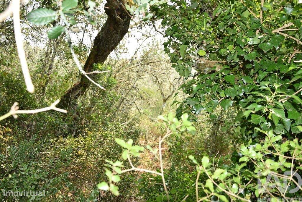 Terreno em Chãos de 4120,00 m2 - Grande imagem: 5/30