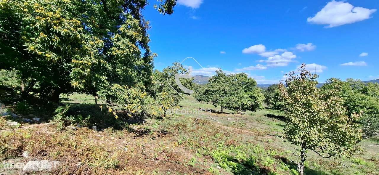 Quinta Agricola de 6Hect. c/casa T3 em Calvelo - Ponte de Lima-19
