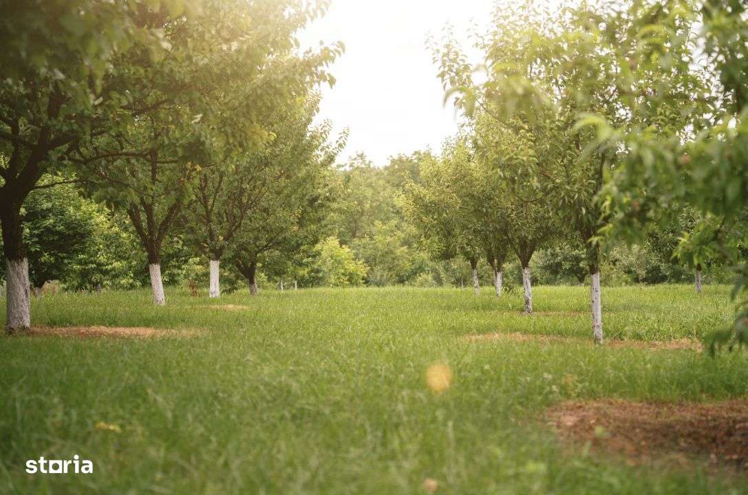 Viseaza, construieste, culege: Livada Paradisului – De Vanzare - Imagine principală: 4/19