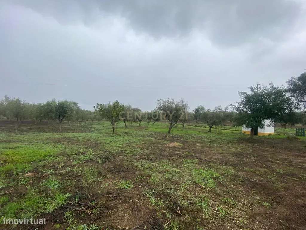 Terreno Rústico com 14.000m² — Oportunidade Agrícola e Turística no To - Grande imagem: 5/19