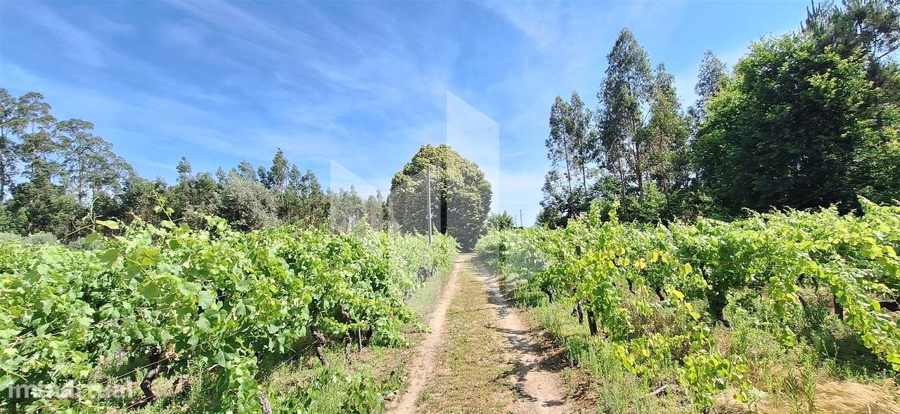 Quintinha  Venda em Lobão da Beira,Tondela-15