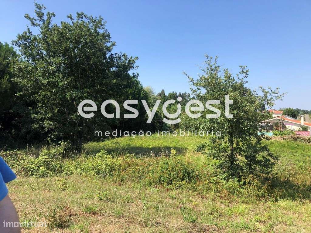 Terreno Rústico com pinheiros mansos em Calvaria de Baixo - Batalha - Grande imagem: 3/12