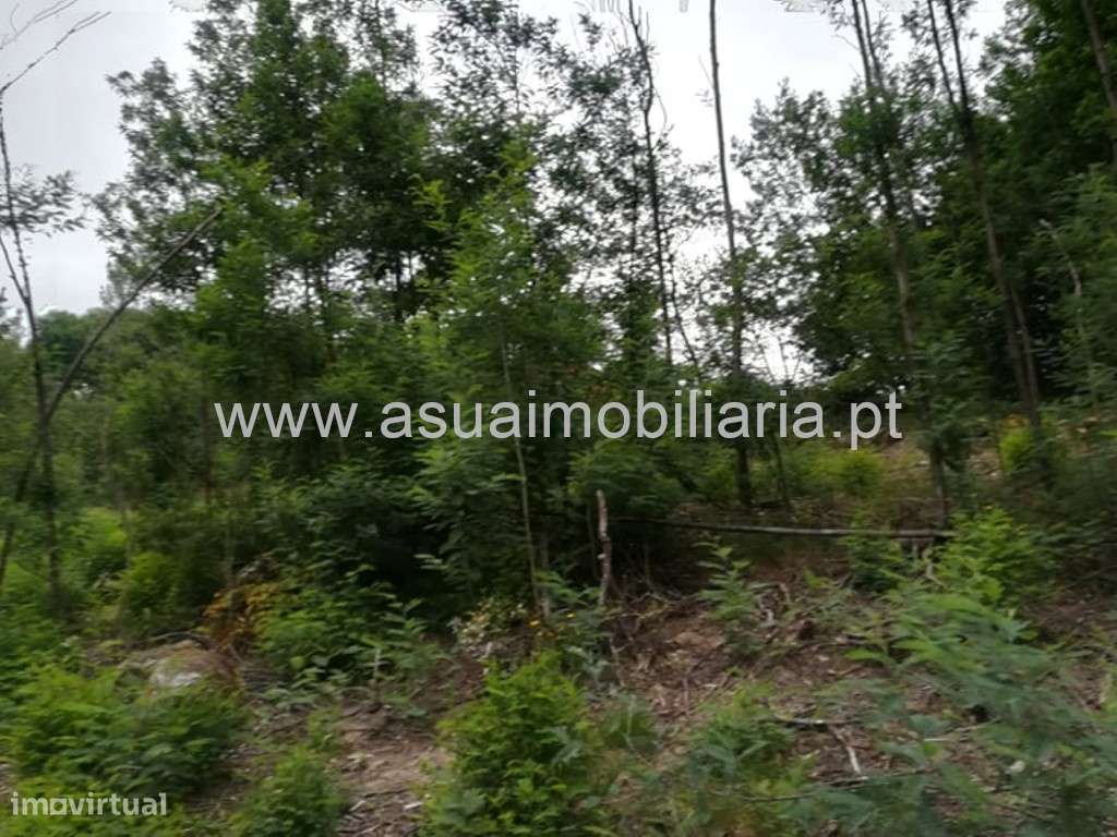 Bouça - Ferreiros - Grande imagem: 4/5