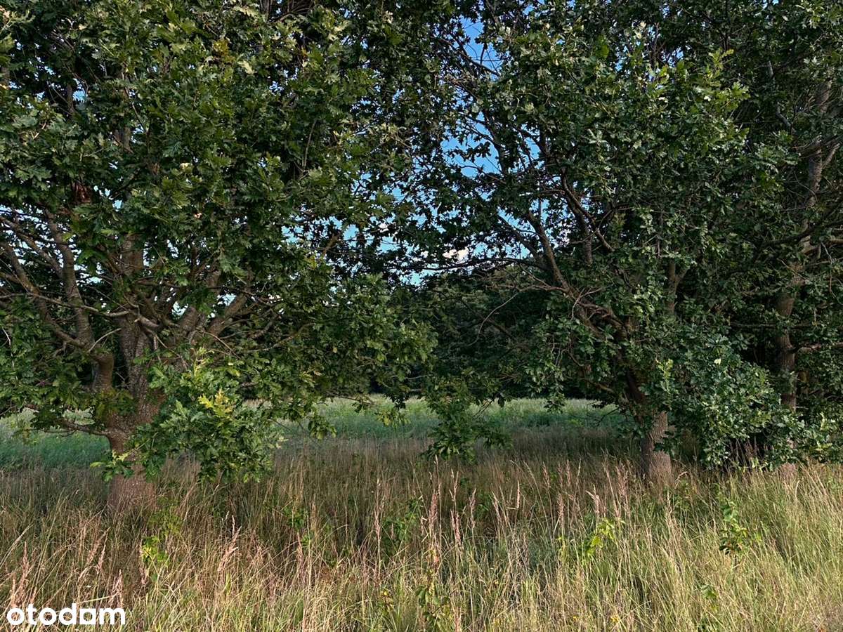 Działka budowlana*Blisko Kołobrzeg*morze - Pełny obrazek: 5/14