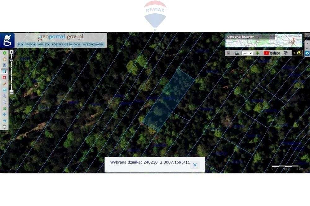 Grunt leśny - Pełny obrazek: 4/9