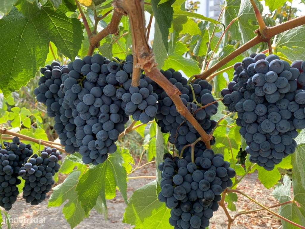 Terreno com 50.000m2 Rústico, possível construir moradia, em Pegões-15