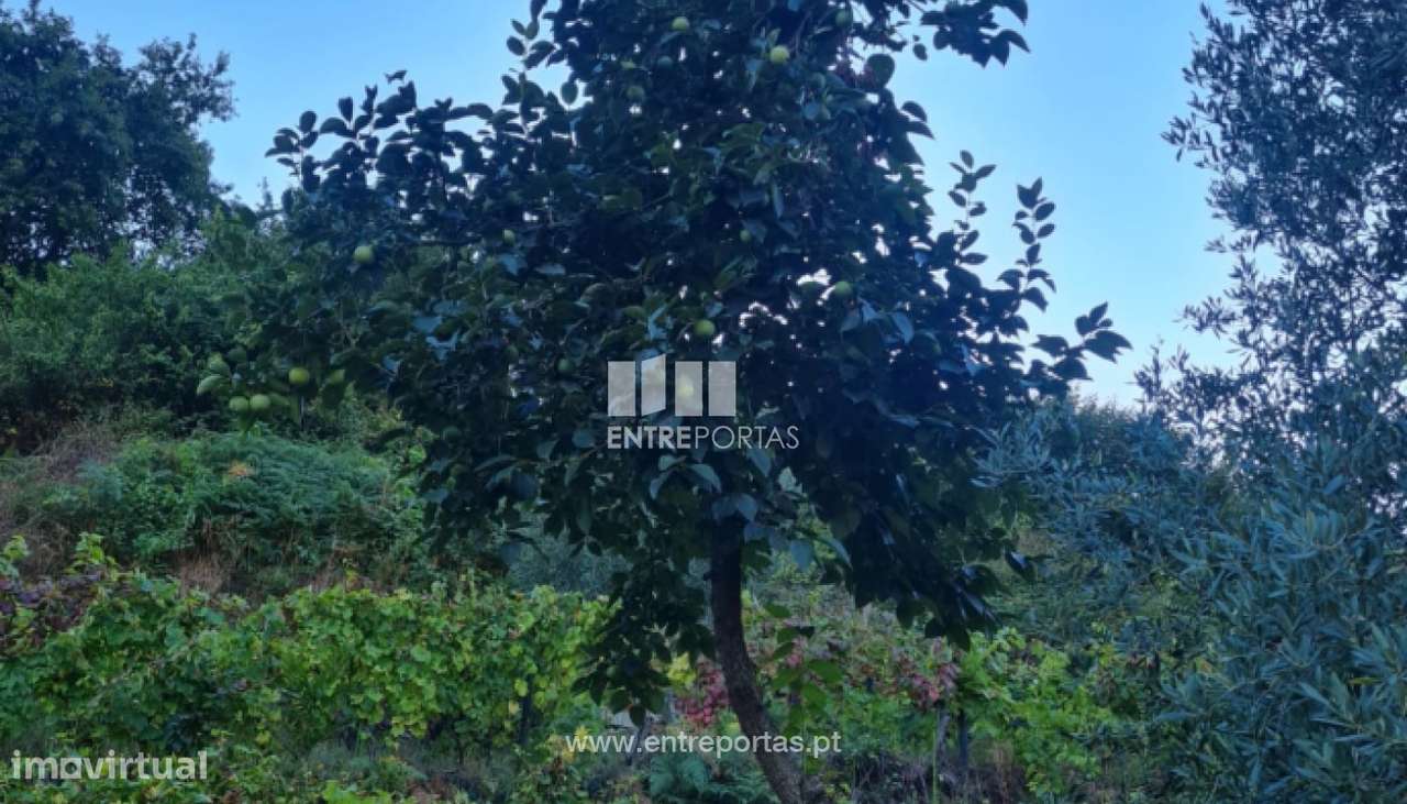 Venda de Terreno, Viariz Baião - Grande imagem: 4/17