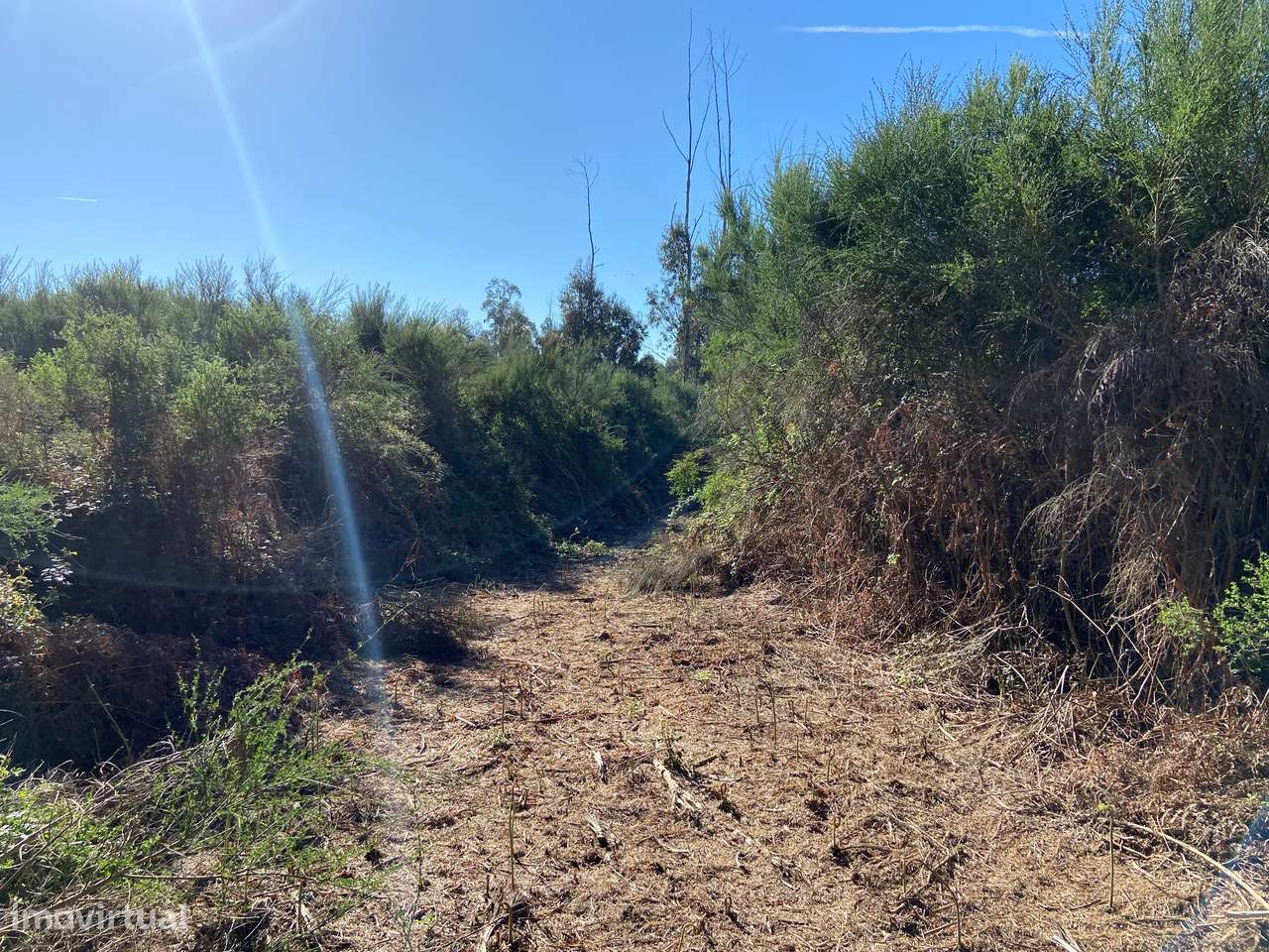 Terreno, Viseu, Tondela, Tonda-7