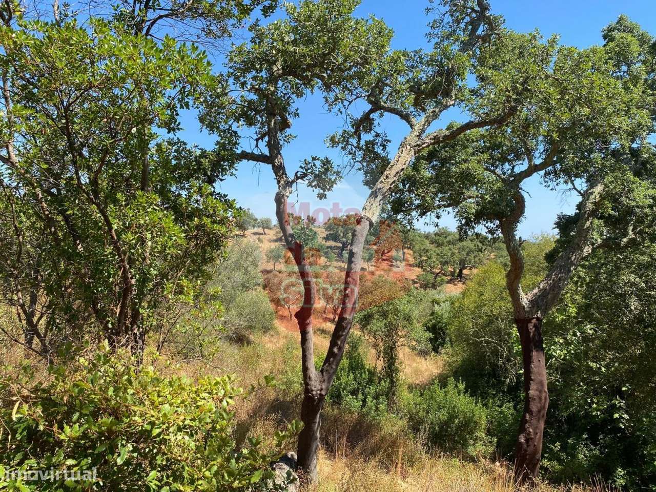 Quinta agrícola com habitação em São Bartolomeu da Serra-11