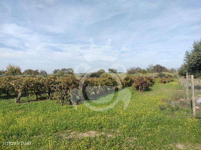 Terreno com vinha inserido dentro do regadio de Reguengos - Grande imagem: 3/12