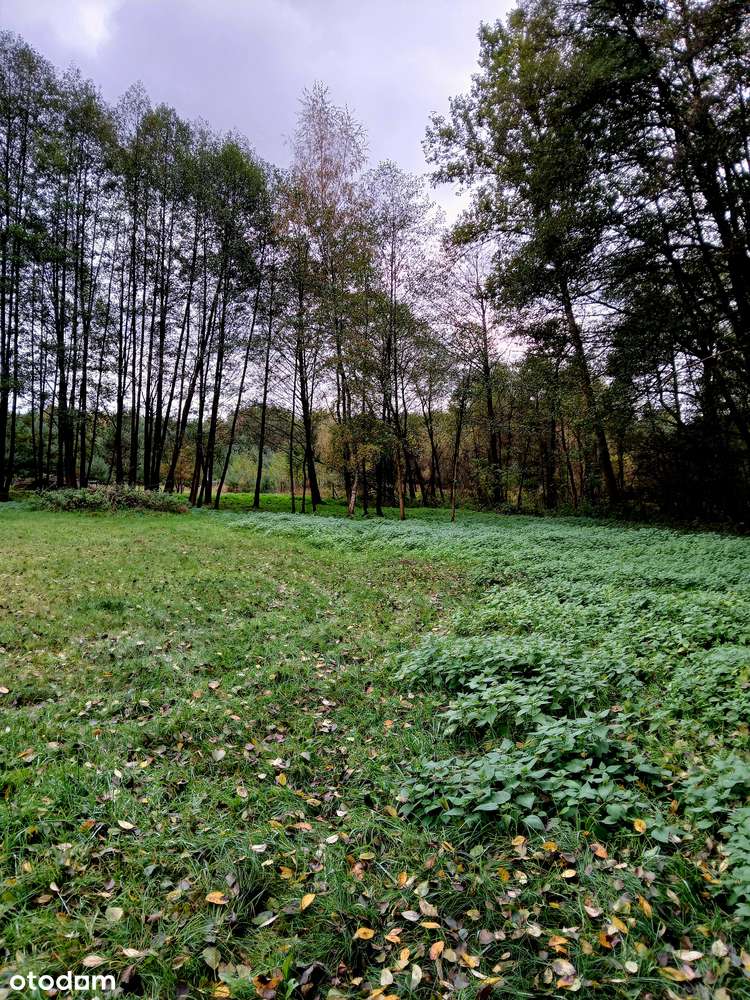 Działka rekreacyjna 2233 m² oraz 2881 m² blisko lasu - Pełny obrazek: 5/16