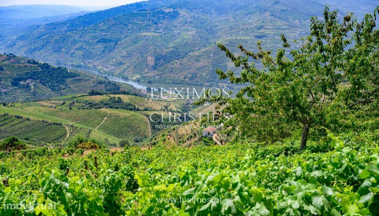 Quinta vinícola para venda em Mesão Frio no Douro Valley - Grande imagem: 5/25