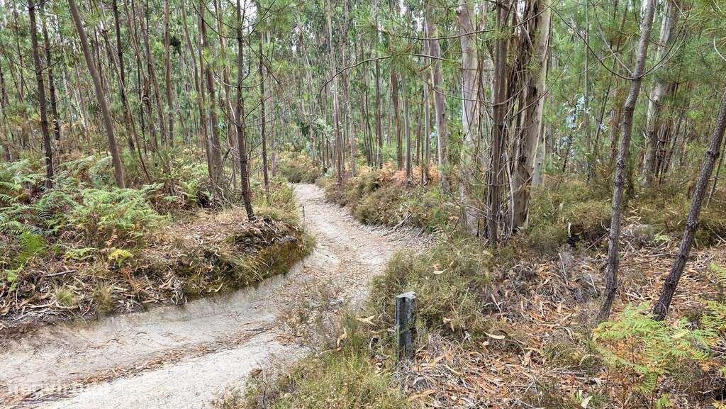 Bouça - Mosteiro - Grande imagem: 4/13