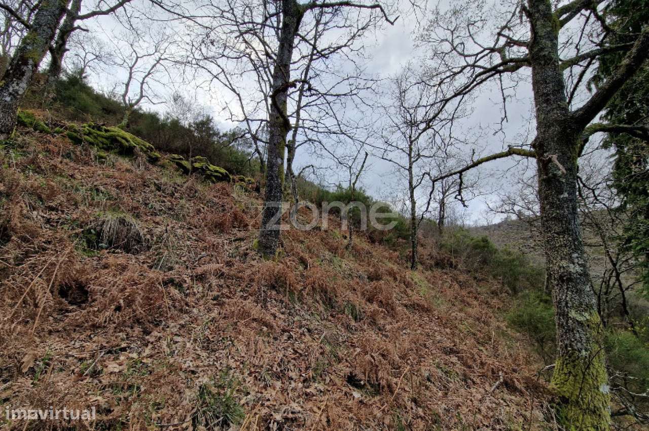 Terreno rústico para venda em Linharelhos, Montalegre - Grande imagem: 3/25