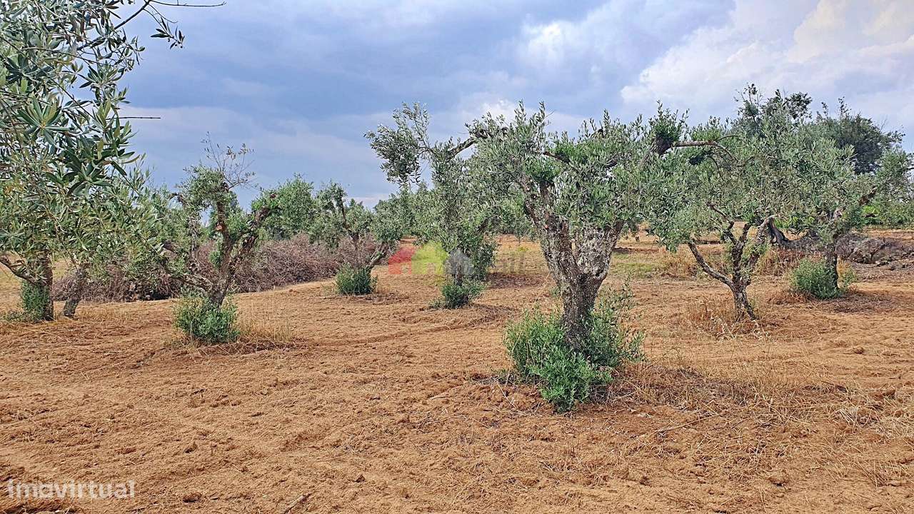 Terreno rústico com compacto olival - Grande imagem: 2/30
