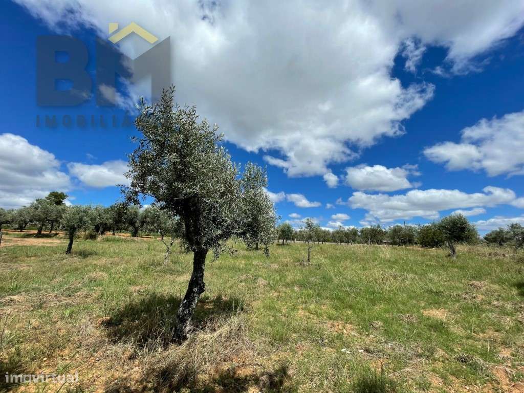 Terreno com oliveiras e sobreiros no Ninho do Açor! - Grande imagem: 2/10