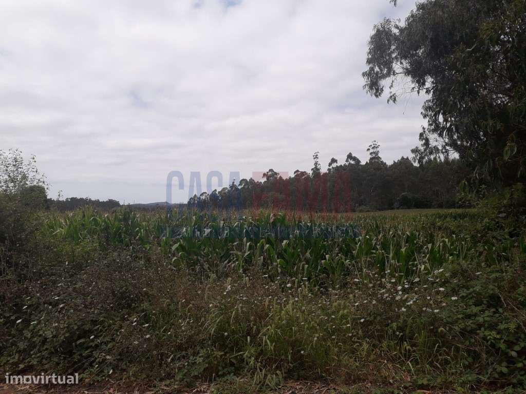 Terreno de construção em Balasar- Póvoa de Varzim - Grande imagem: 3/5