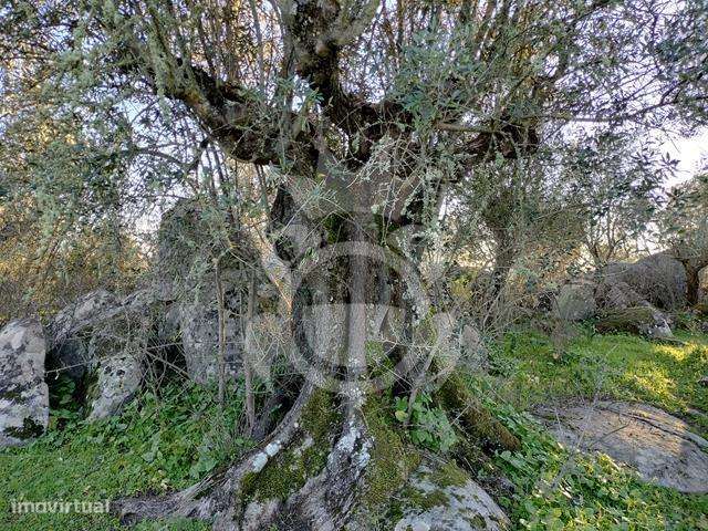 OLIVAL PARA VENDA EM CARRAPATELO - CORVAL-23