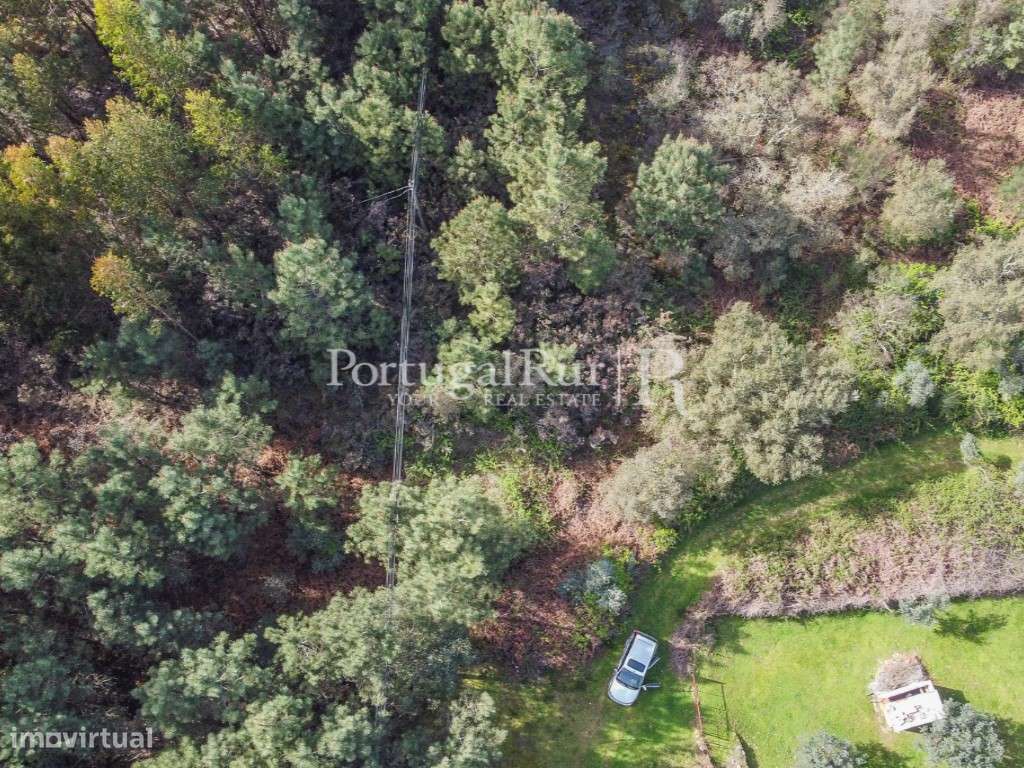 Terreno com eucaliptal em Proença-a-Nova - Grande imagem: 5/8