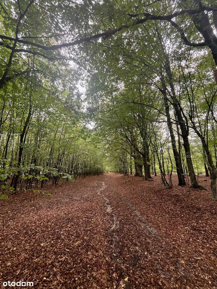 Dz. letniskowa blisko rzeki Świder 30 min z Warszawy S8 opcja podziału-17