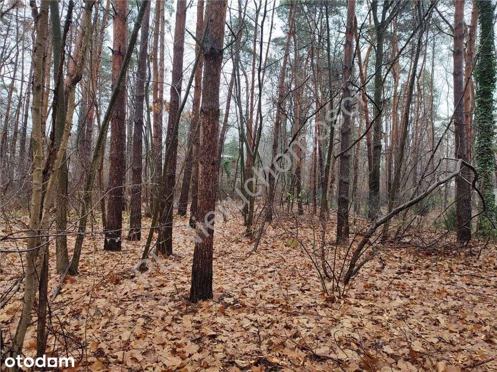 Działka 500 M od Wkd Podkowa Leśna! - Pełny obrazek: 5/6