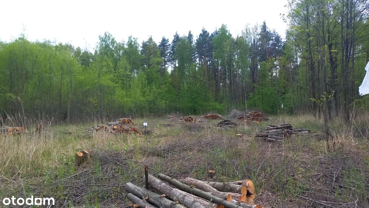 Pilawa - Sprzedam bezpośrednio dwie działki jako całość - Pełny obrazek: 4/9