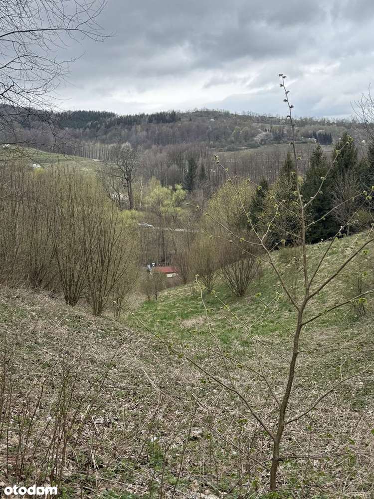Działka z warunkami zabudowy - las, dostęp do drogi. Inwestycja.-11
