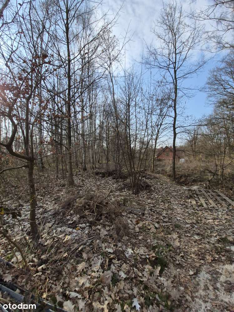 Las w mieście - Pełny obrazek: 5/8